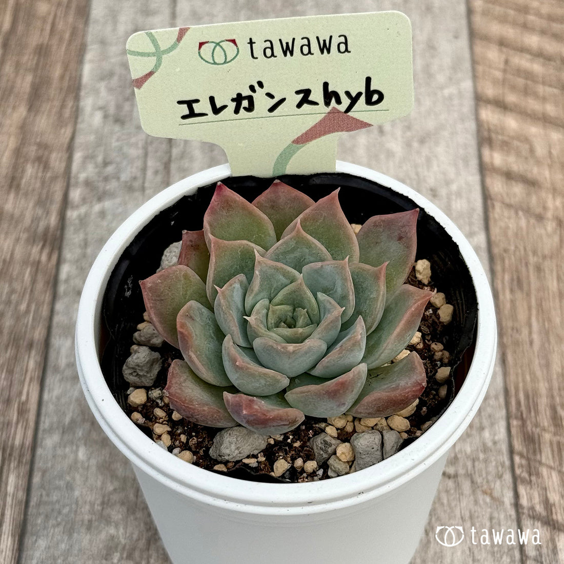 エレガンスhyb 【tawawaハウス苗】