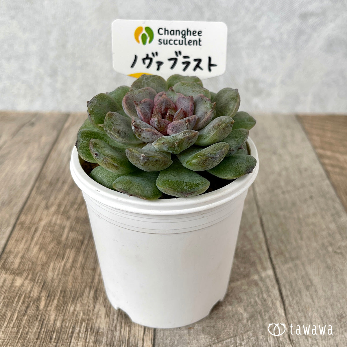 *新入荷* ノヴァブラスト(チャンヒー農園苗)