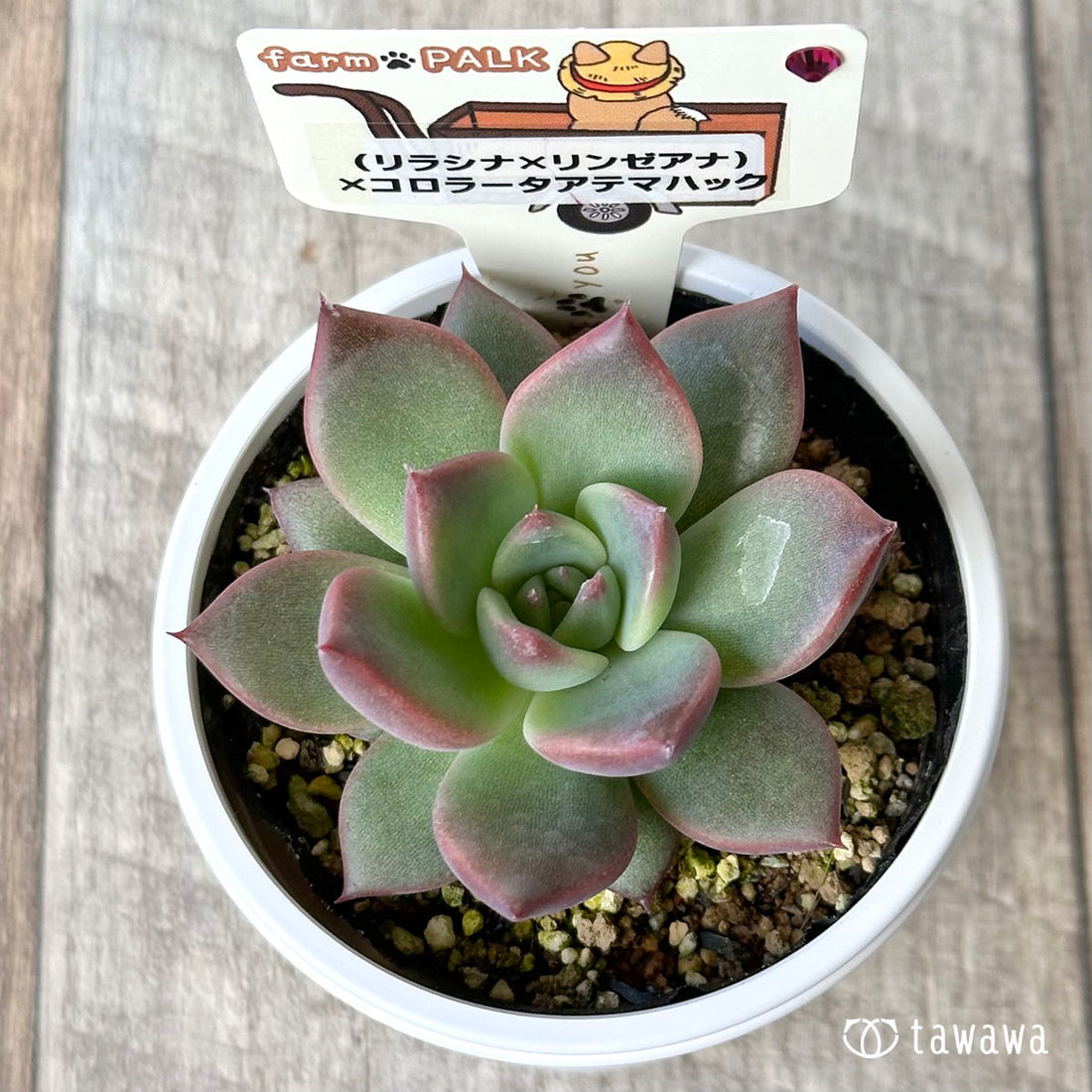 【ファームパルク苗】(リラシナ×リンゼアナ)×コロラータアテマハック