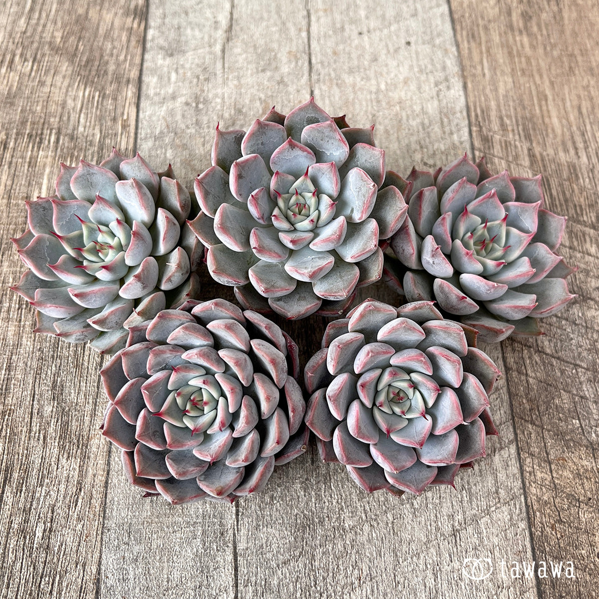 *新入荷* ピンクザラゴーサ【単頭】(チャンヒー農園苗)