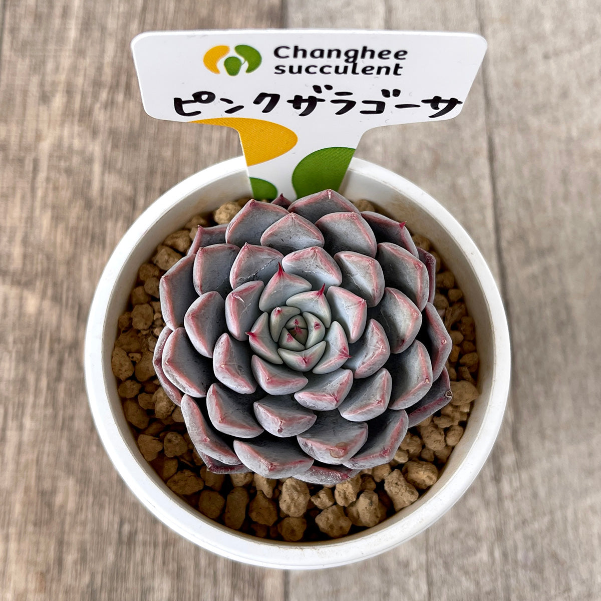 *新入荷* ピンクザラゴーサ【単頭】(チャンヒー農園苗)