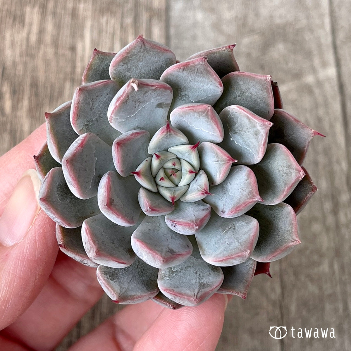 *新入荷* ピンクザラゴーサ【単頭】(チャンヒー農園苗)