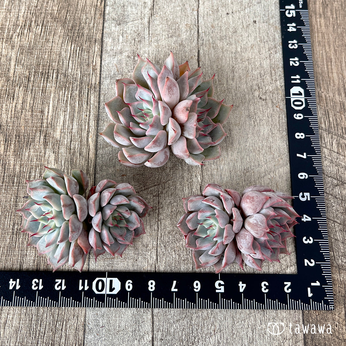 *新入荷* ピンクザラゴーサ【双頭】(チャンヒー農園苗)