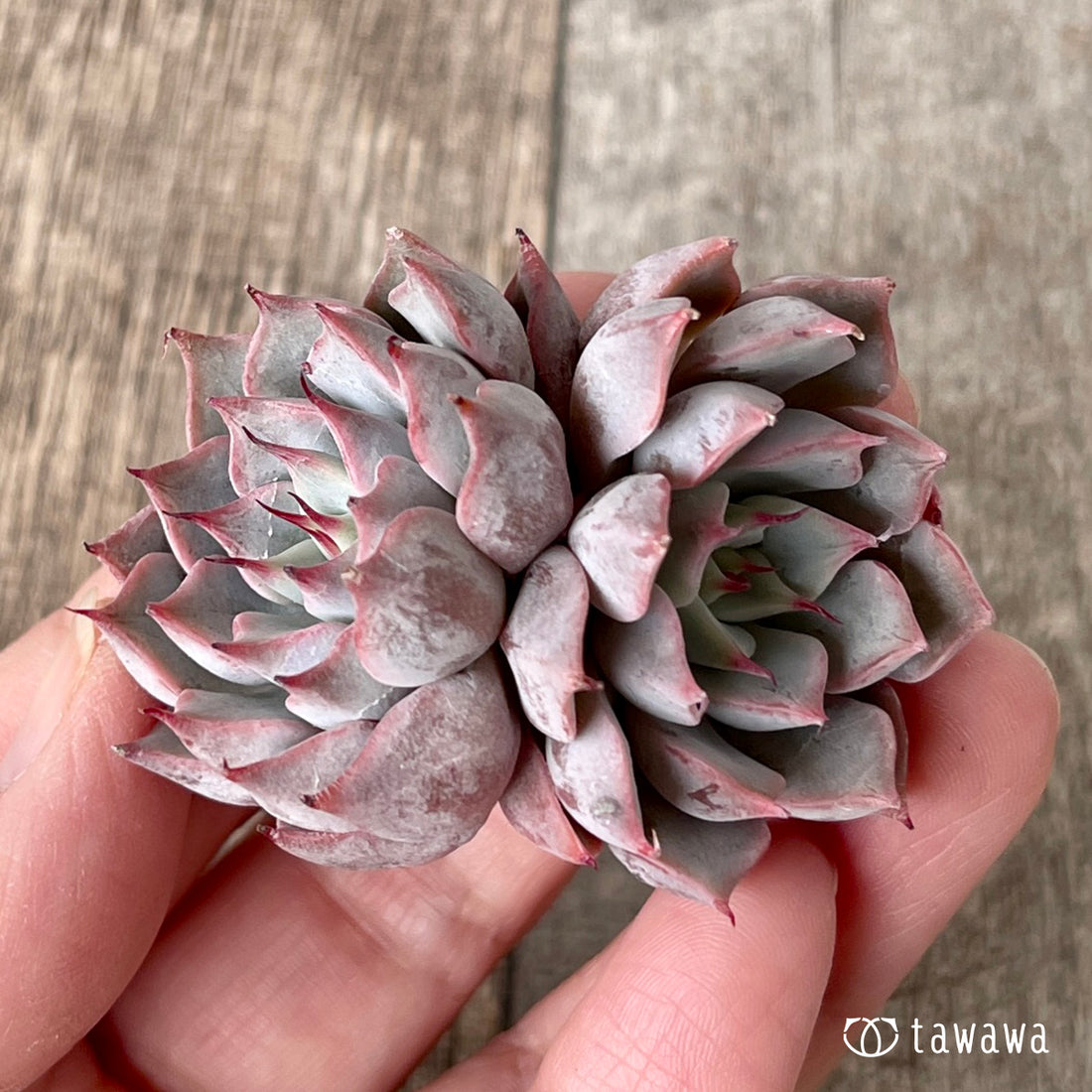 New Arrivals: Ice Green