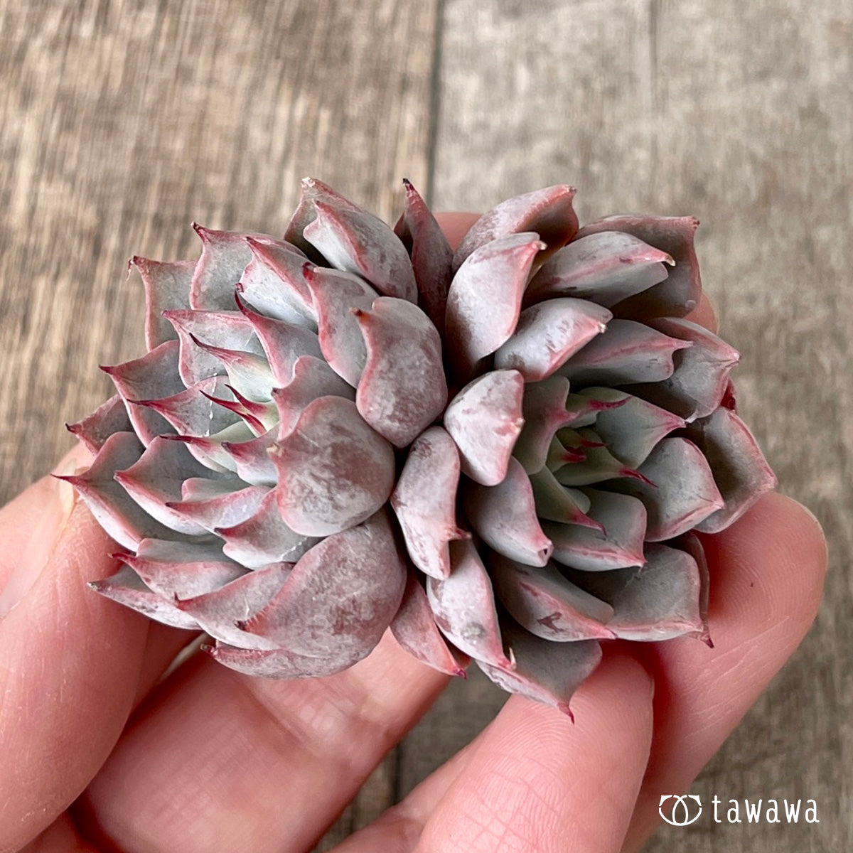 *新入荷* ピンクザラゴーサ【双頭】(チャンヒー農園苗)