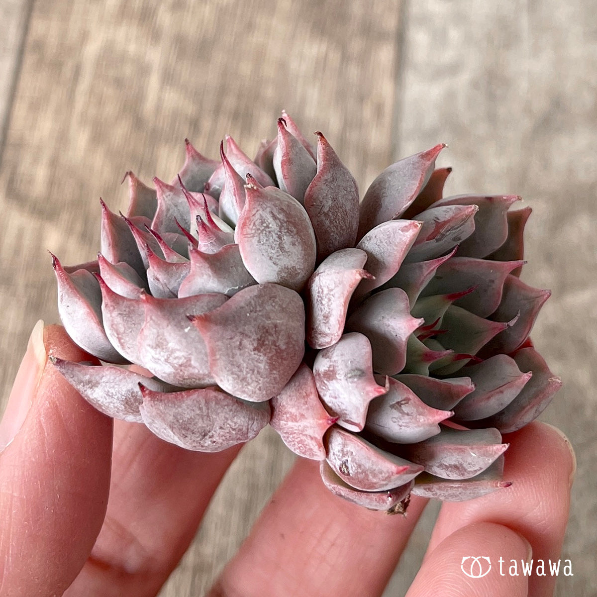 *新入荷* ピンクザラゴーサ【双頭】(チャンヒー農園苗)