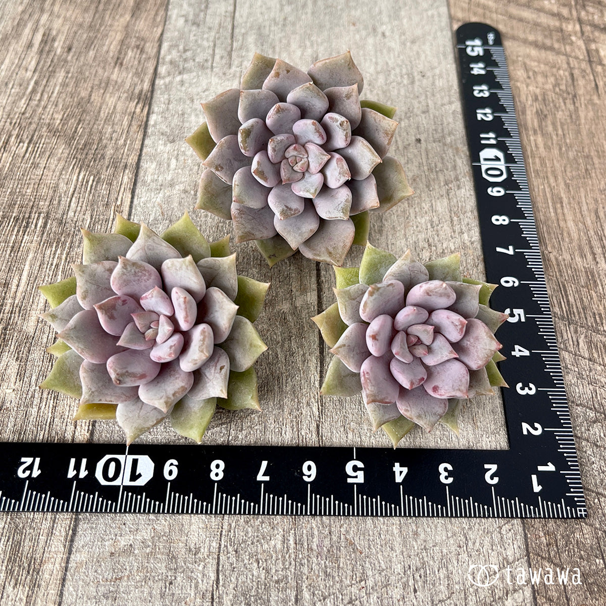 *新入荷* ピンクシャネル【単頭】(チャンヒー農園苗)