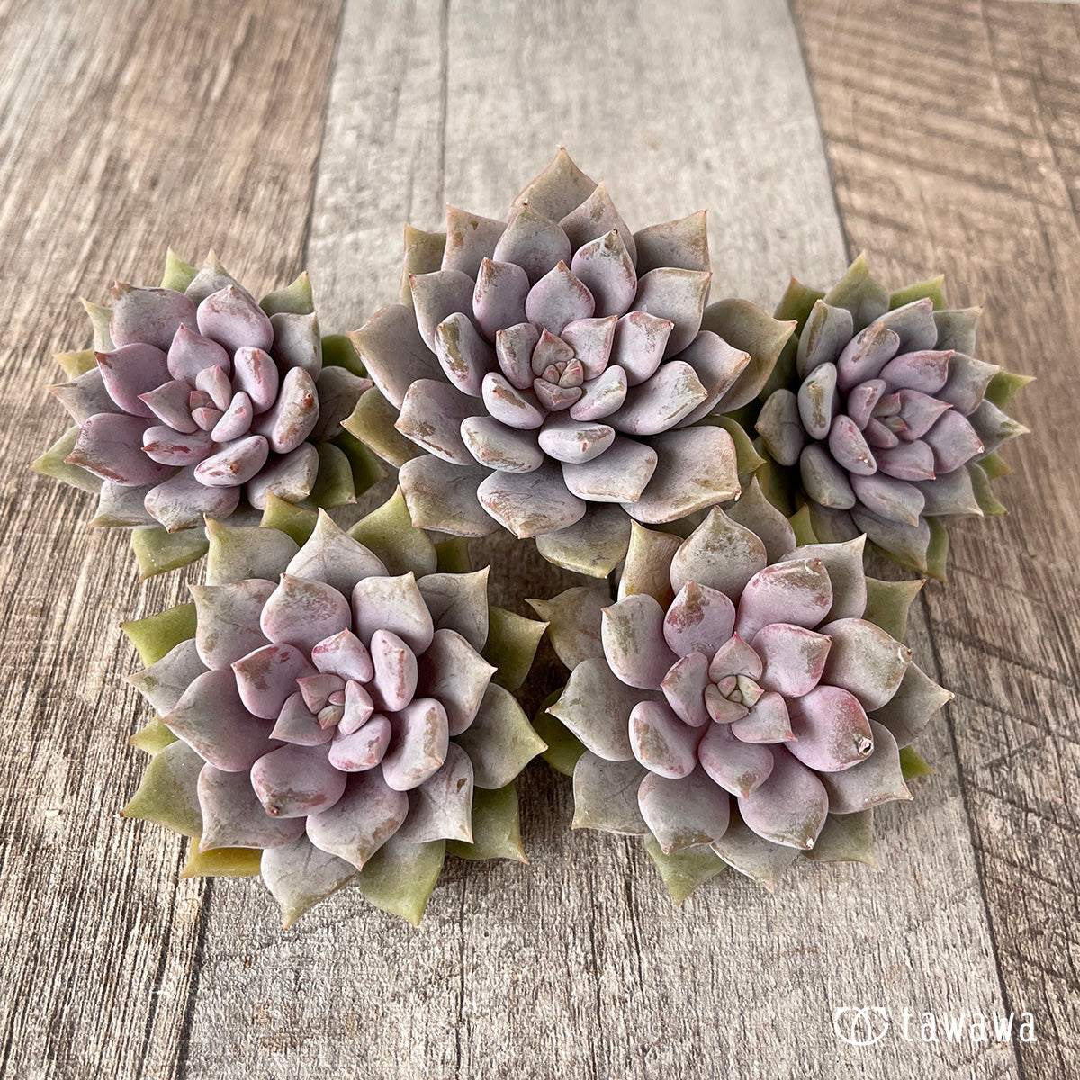 *新入荷* ピンクシャネル【単頭】(チャンヒー農園苗)