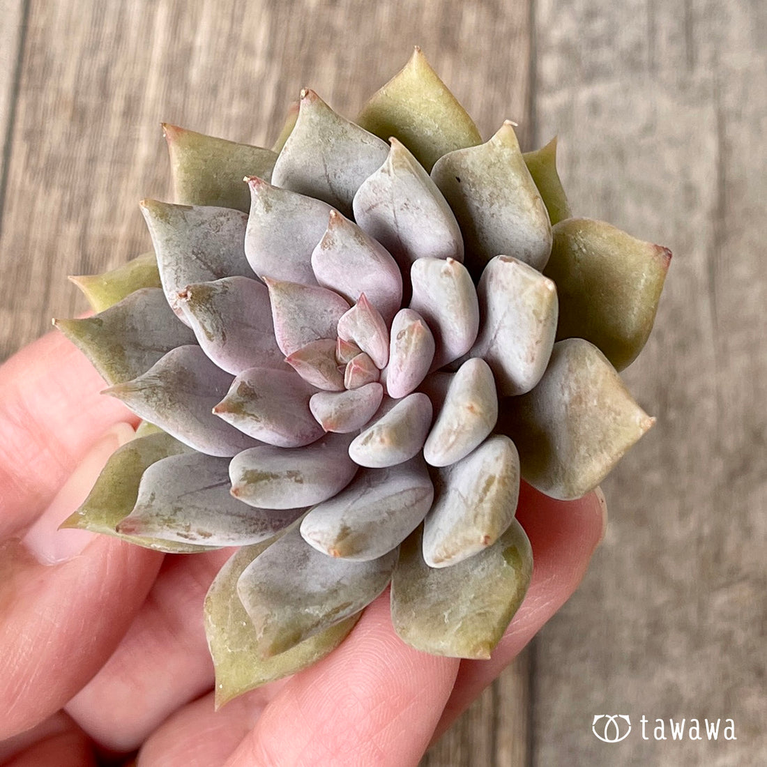 New Arrivals: Ice Green