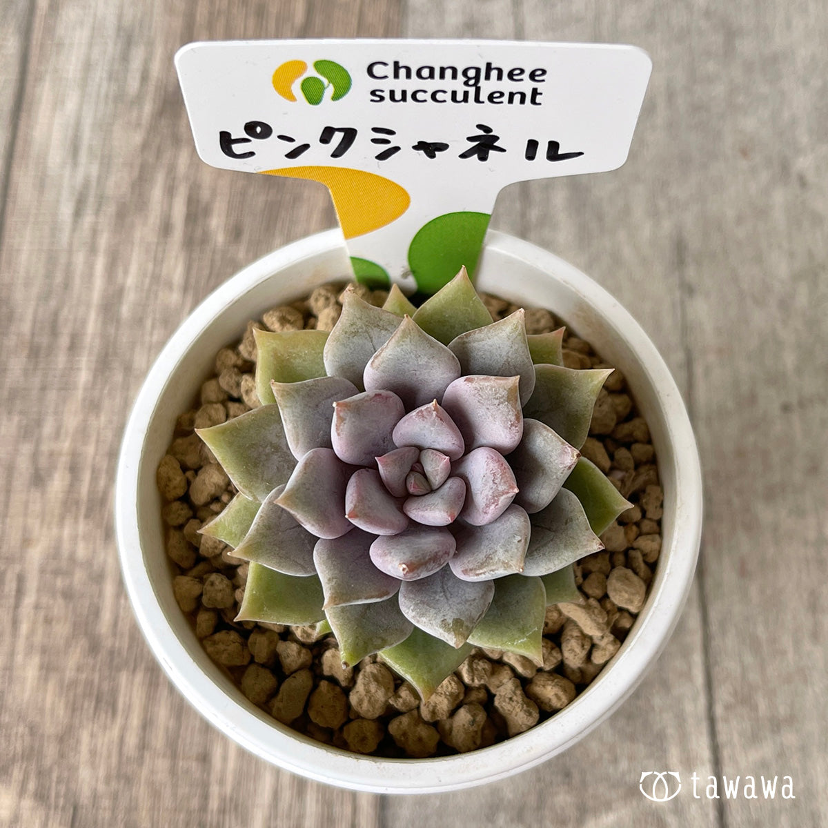 *新入荷* ピンクシャネル【単頭】(チャンヒー農園苗)