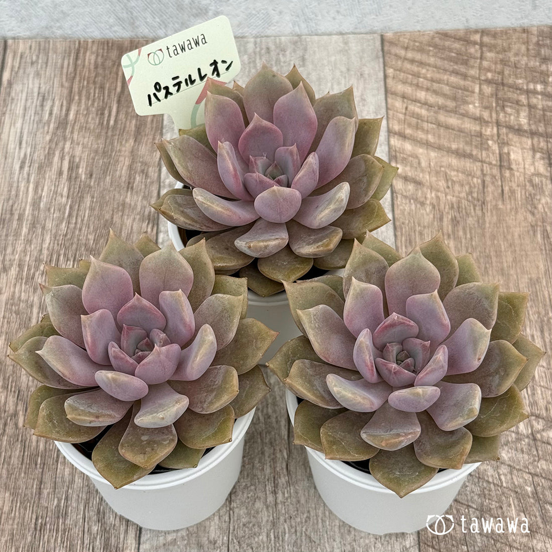 パステルレオン 【tawawaハウス苗】