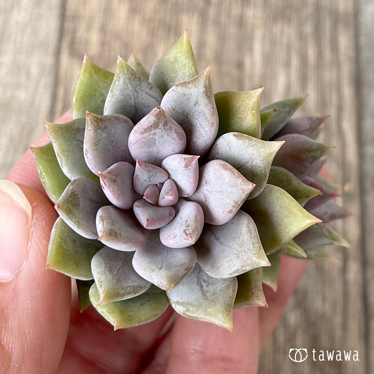 ピンクシャネル【子株付き】(チャンヒー農園苗) – 多肉植物の通販 ピンクシャネル【子株付き】(チャンヒー農園苗) – 多肉植物の通販