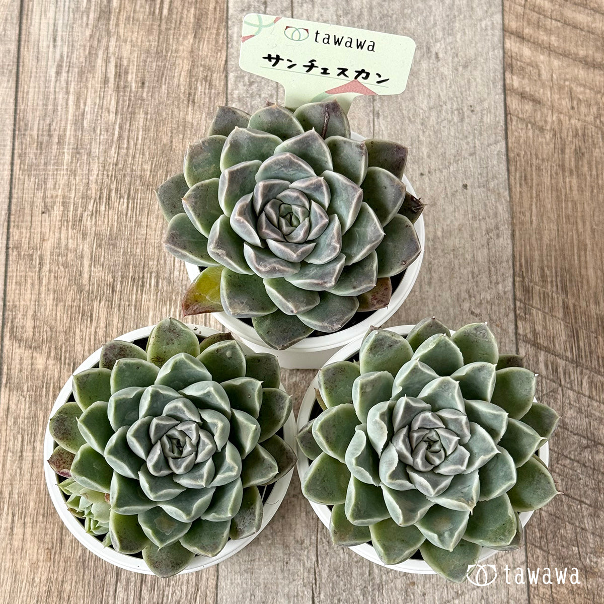 サンチェスカン(エアーマジック農園)【tawawaハウス苗】