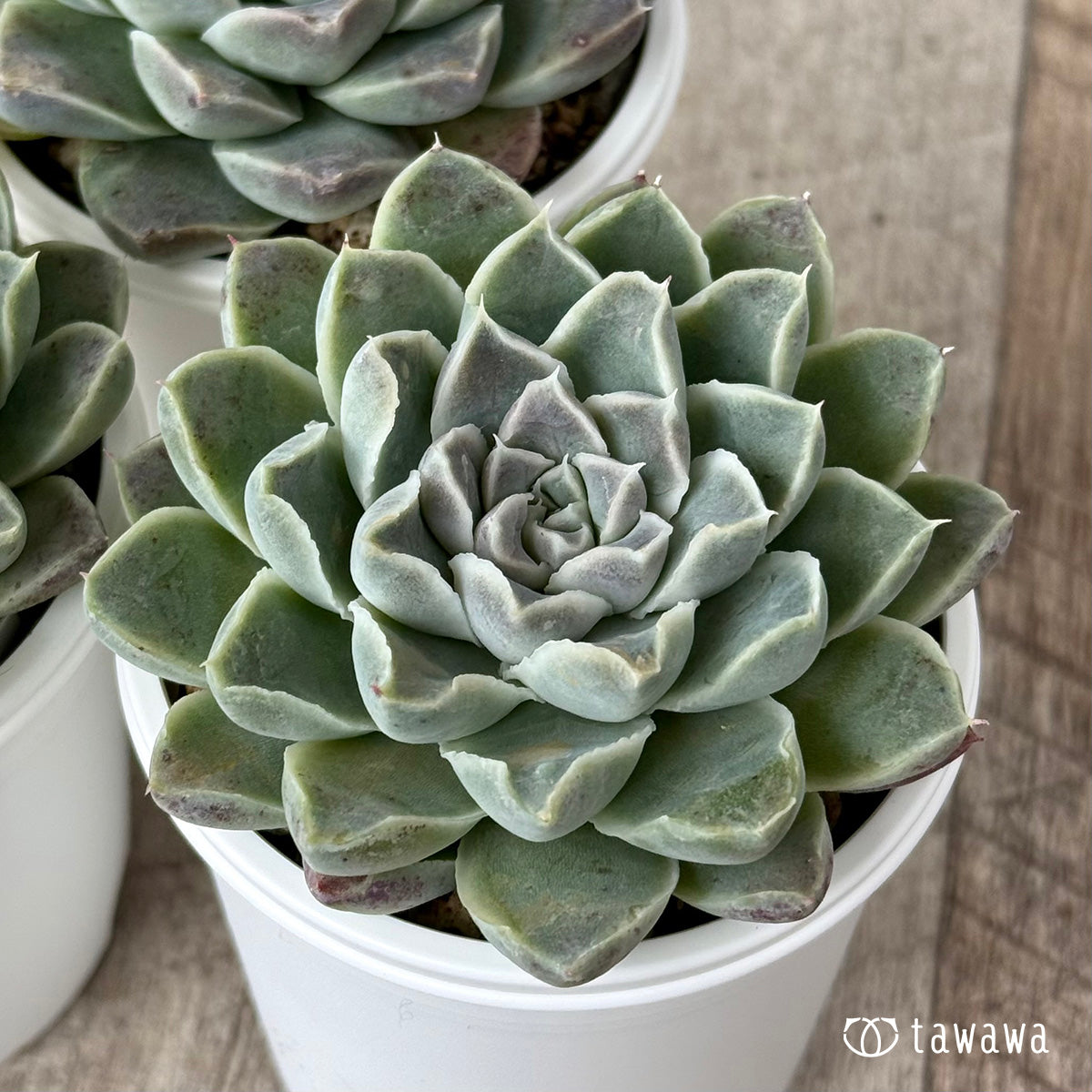 サンチェスカン(エアーマジック農園)【tawawaハウス苗】