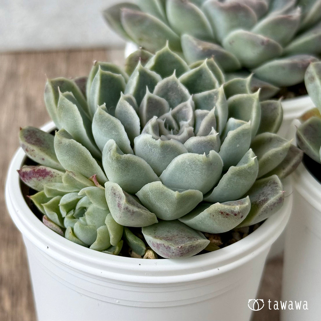 *新発売* サンチェスカン(エアーマジック農園)【tawawaハウス苗】