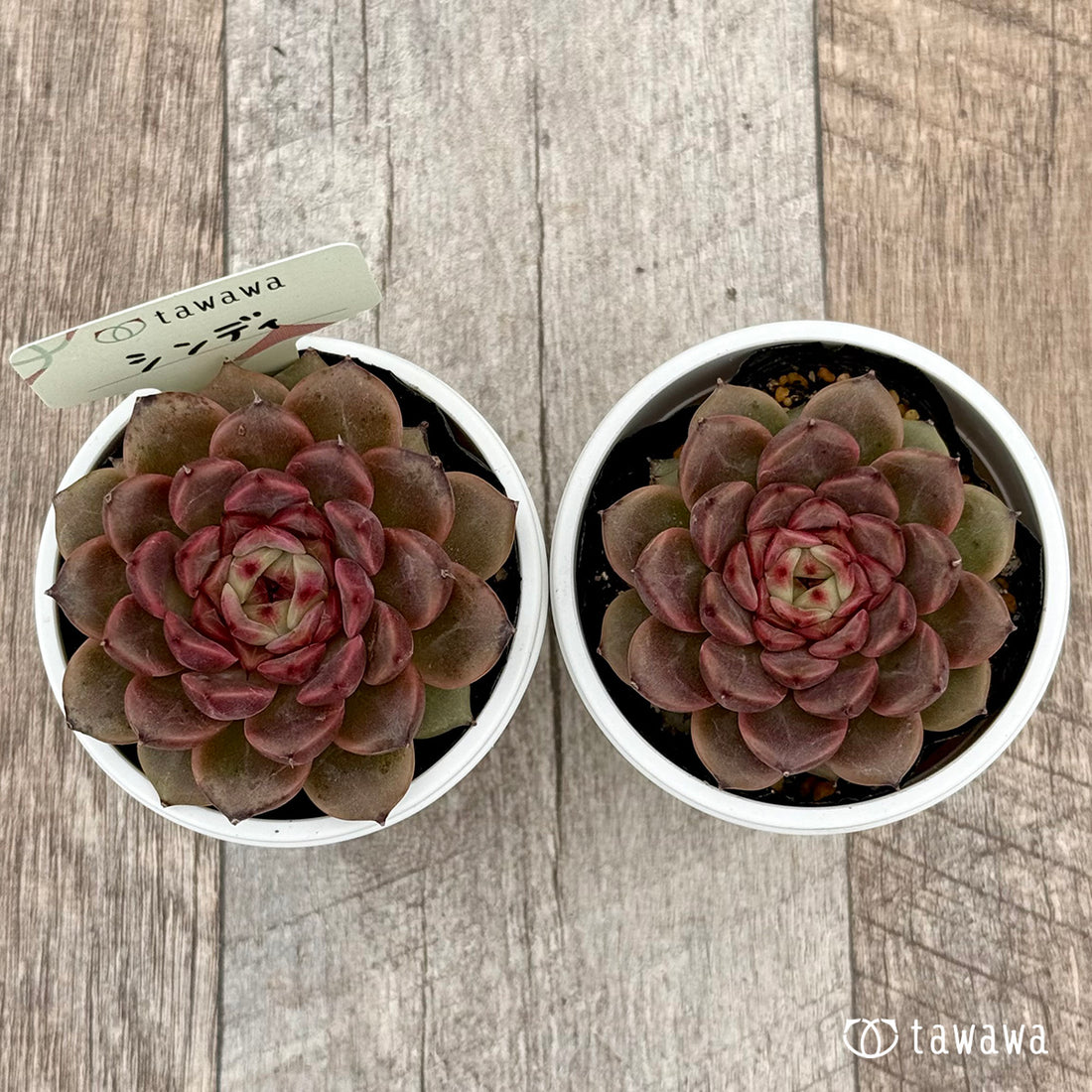 シンディ 【tawawaハウス苗】