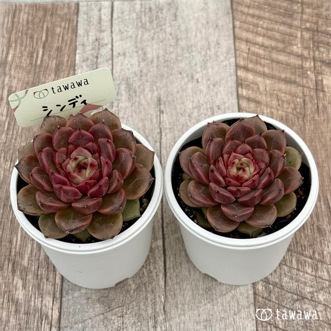 シンディ 【tawawaハウス苗】