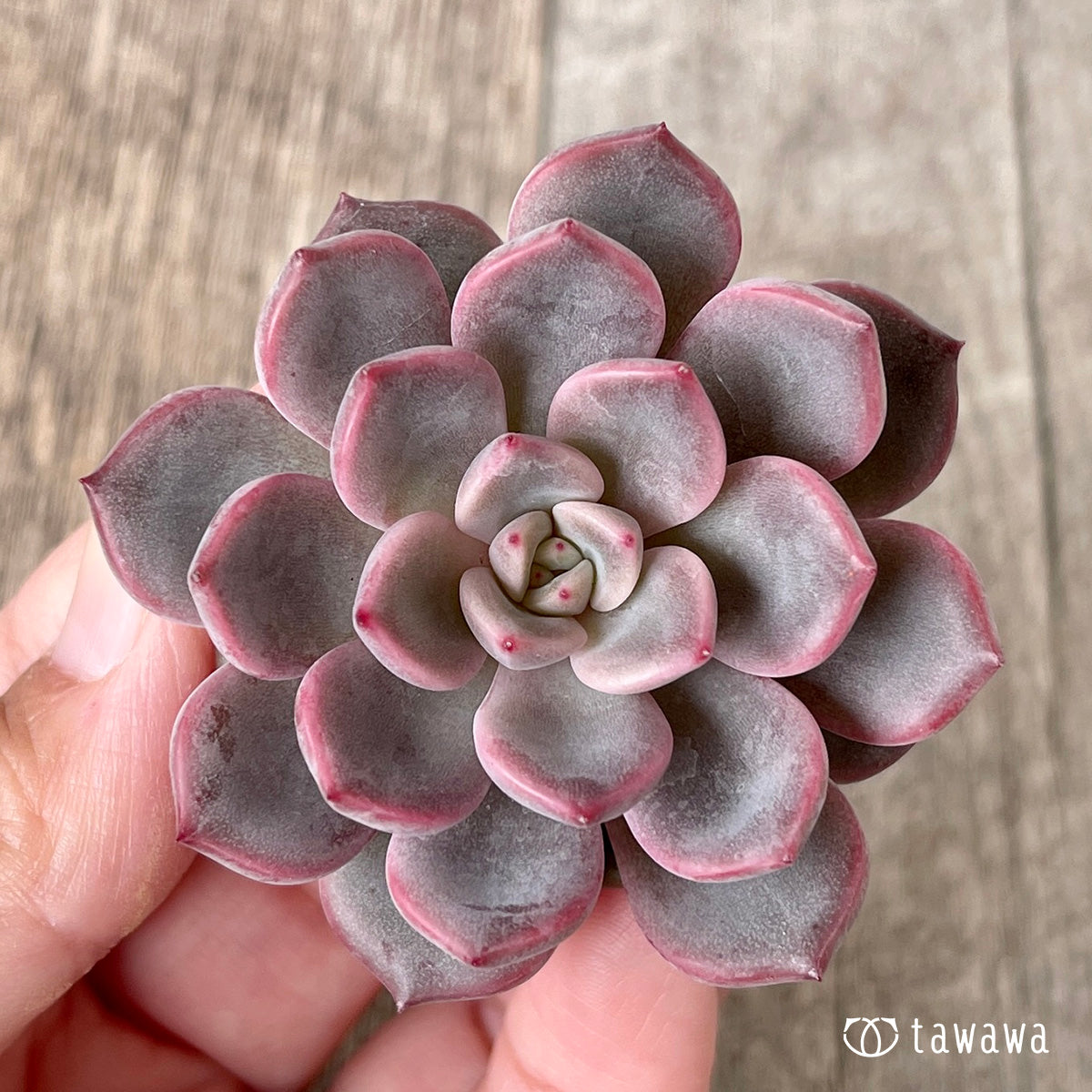 新入荷＊ ピンクノヴァ【単頭】（チャンヒー農園苗） – 多肉植物の通販