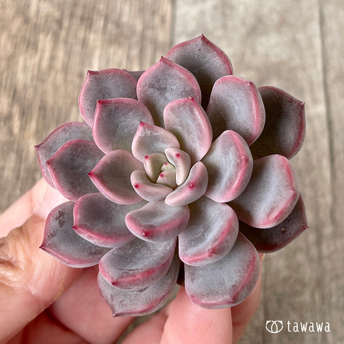 *新入荷* ピンクノヴァ【単頭】(チャンヒー農園苗)