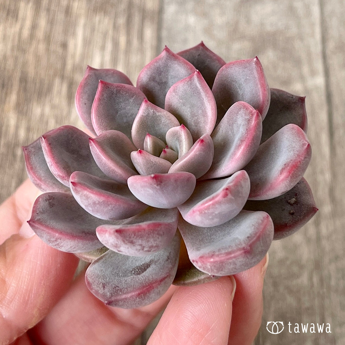 *新入荷* ピンクノヴァ【単頭】(チャンヒー農園苗)