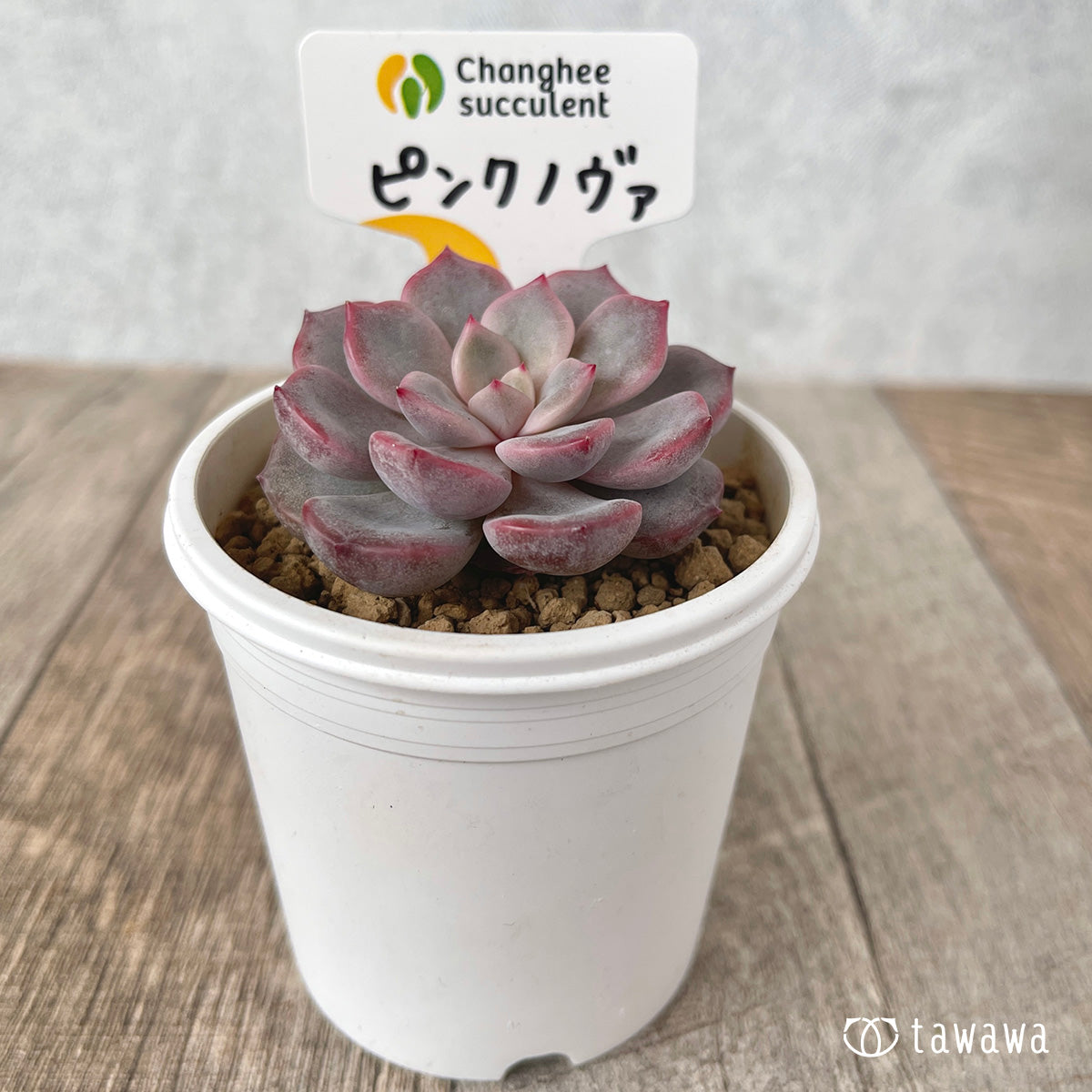 *新入荷* ピンクノヴァ【単頭】(チャンヒー農園苗)