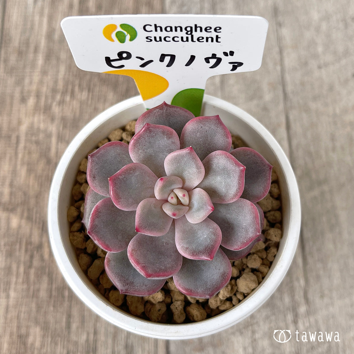 *新入荷* ピンクノヴァ【単頭】(チャンヒー農園苗)