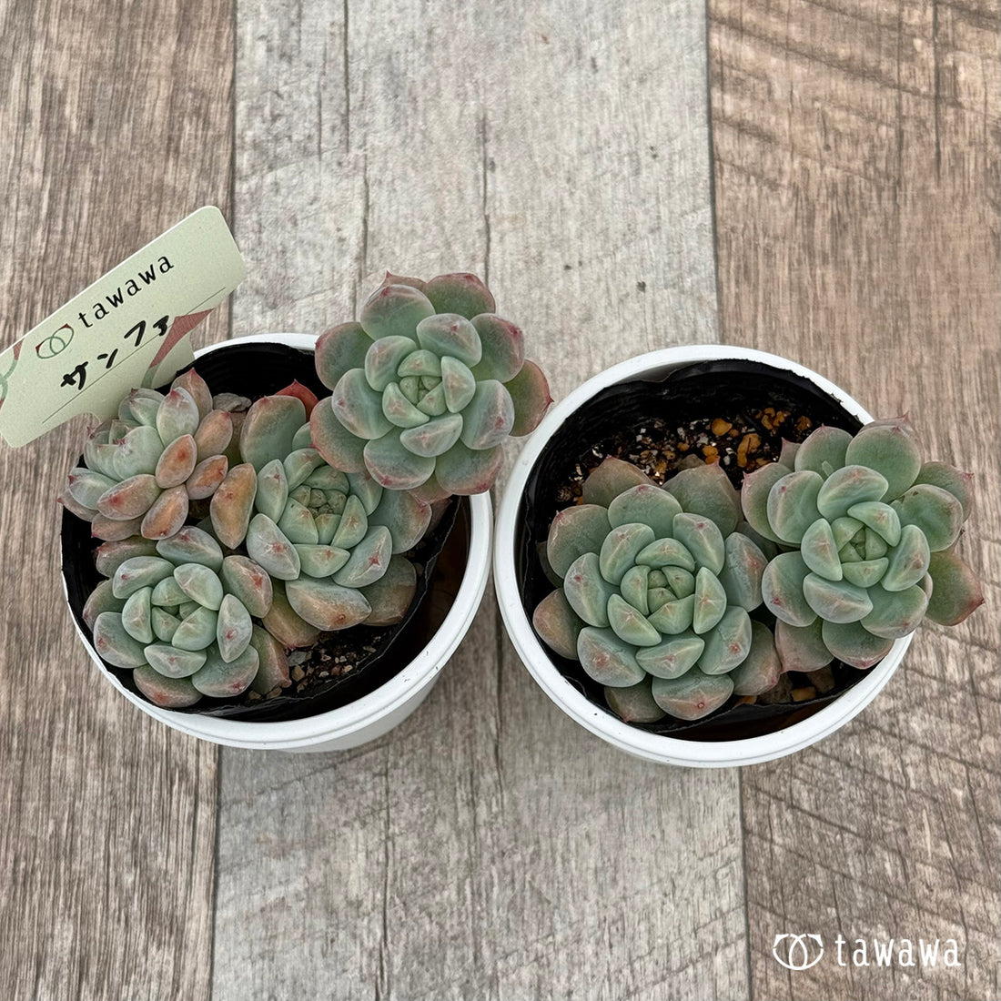 サンファ 【tawawaハウス苗】