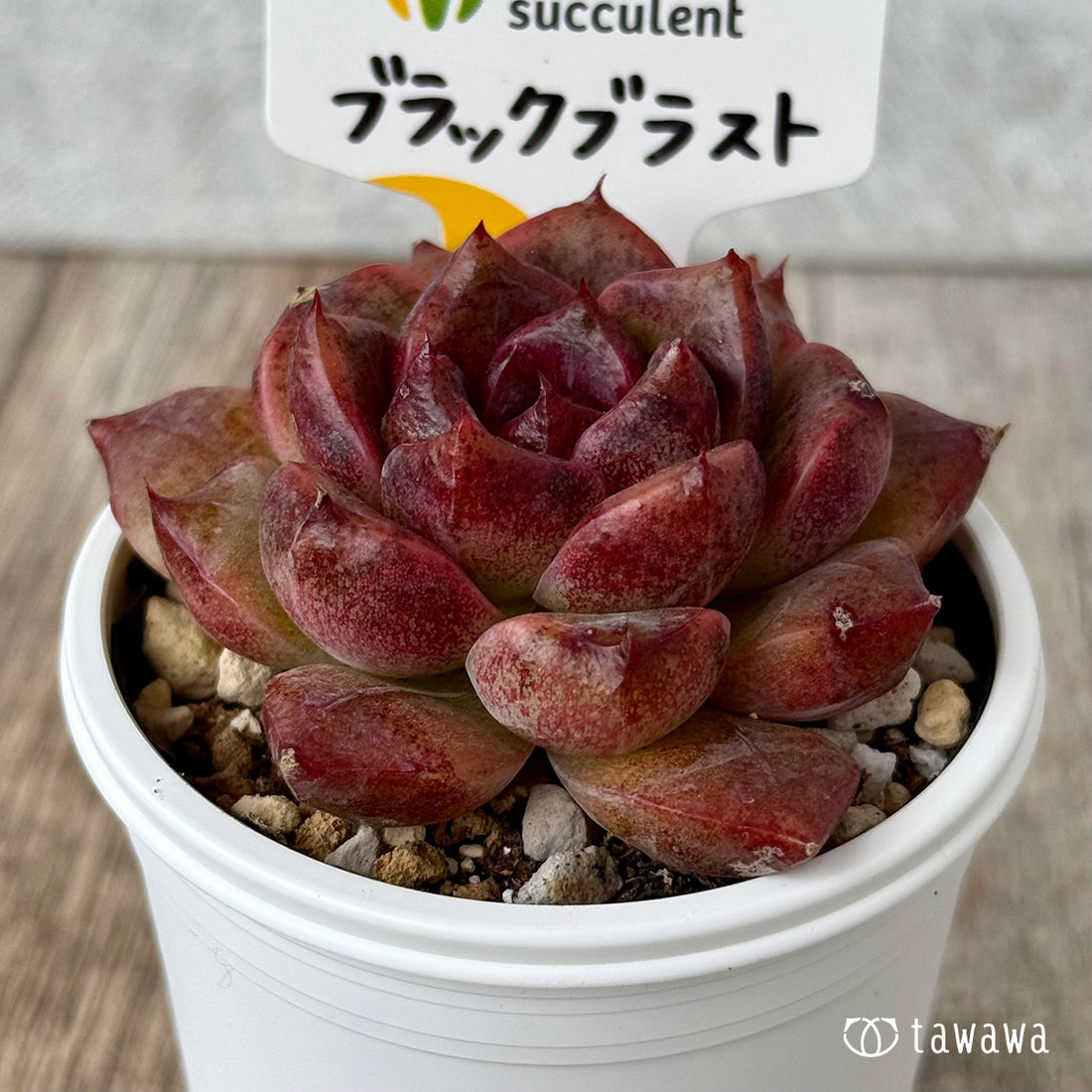 New Arrivals: Ice Green