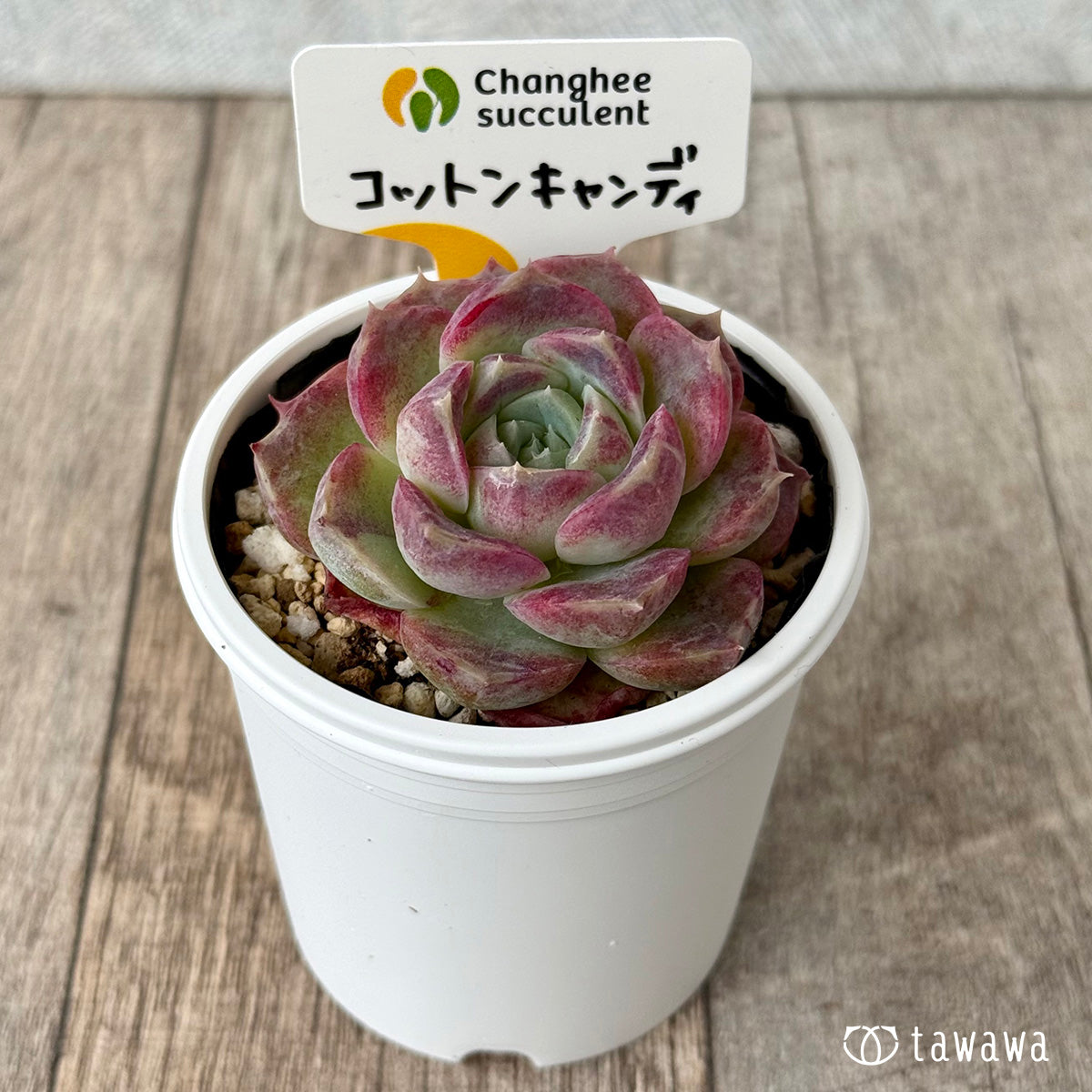 *新発売* コットンキャンディ(チャンヒー農園)【tawawaハウス苗】