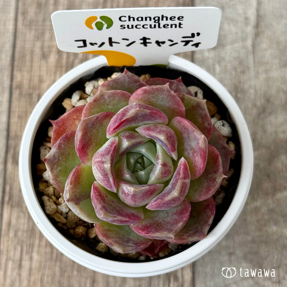 *新発売* コットンキャンディ(チャンヒー農園)【tawawaハウス苗】