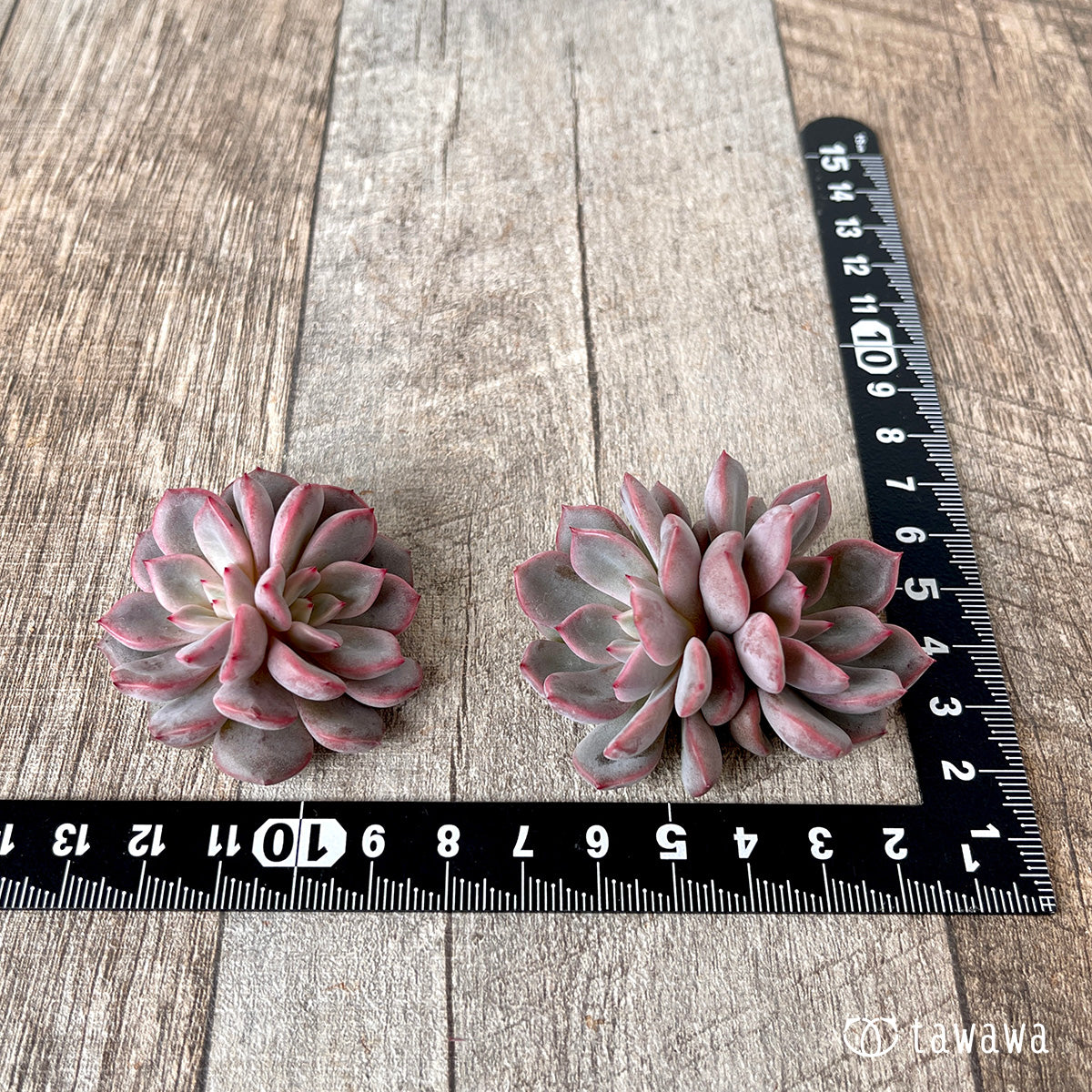 *新入荷* ピンクノヴァ【双頭】(チャンヒー農園苗)