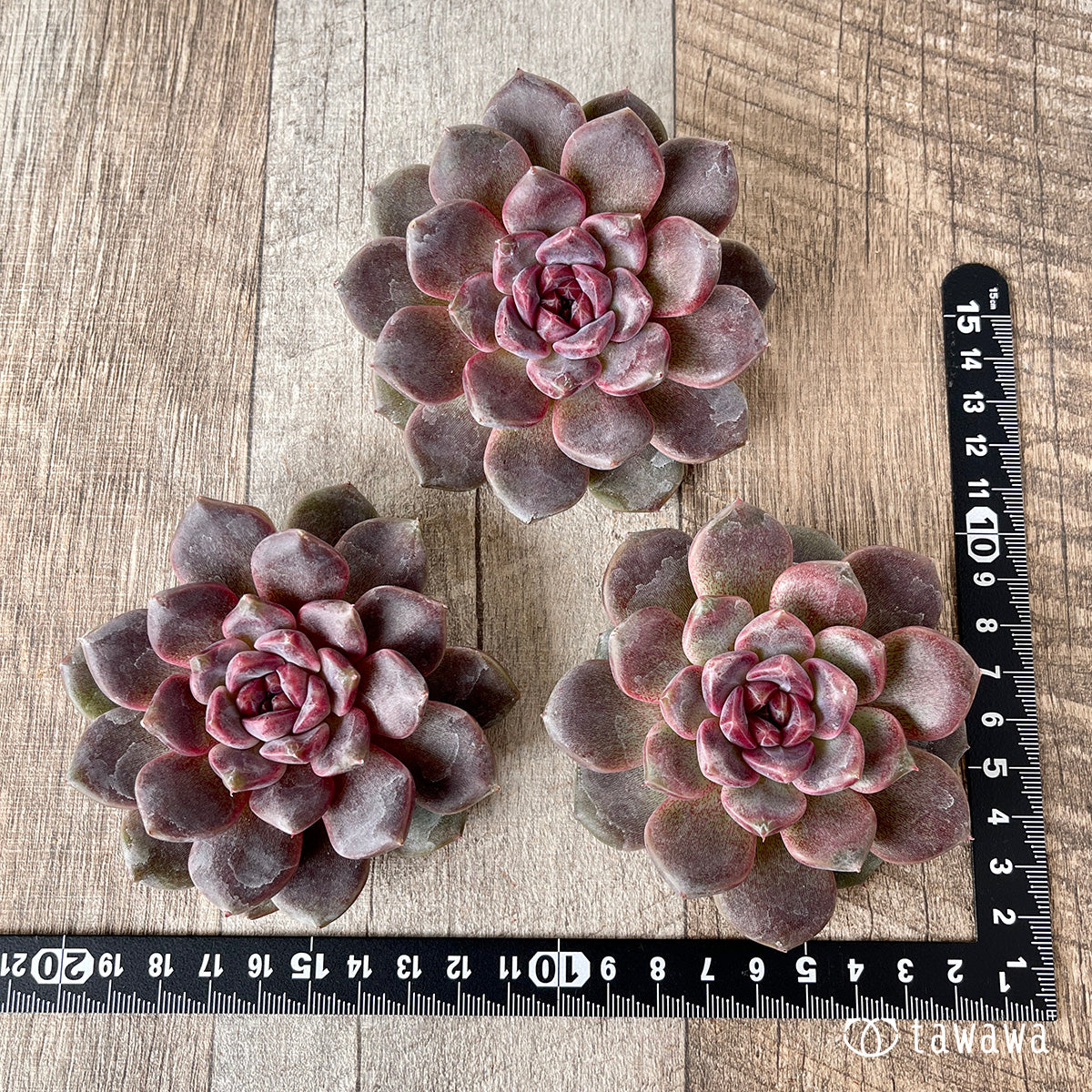 *新入荷* ブラックチェリー【約8cm以上】(チャンヒー農園苗)