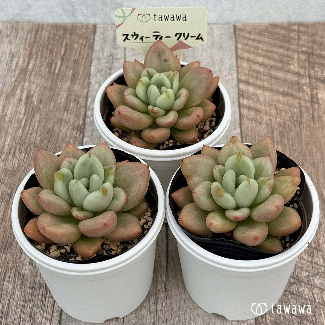 スウィーティークリーム 【tawawaハウス苗】
