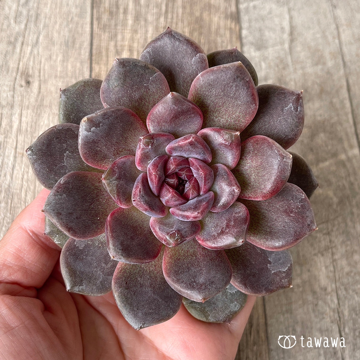 *新入荷* ブラックチェリー【約8cm以上】(チャンヒー農園苗)