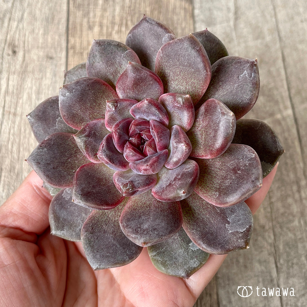 *新入荷* ブラックチェリー【約8cm以上】(チャンヒー農園苗)