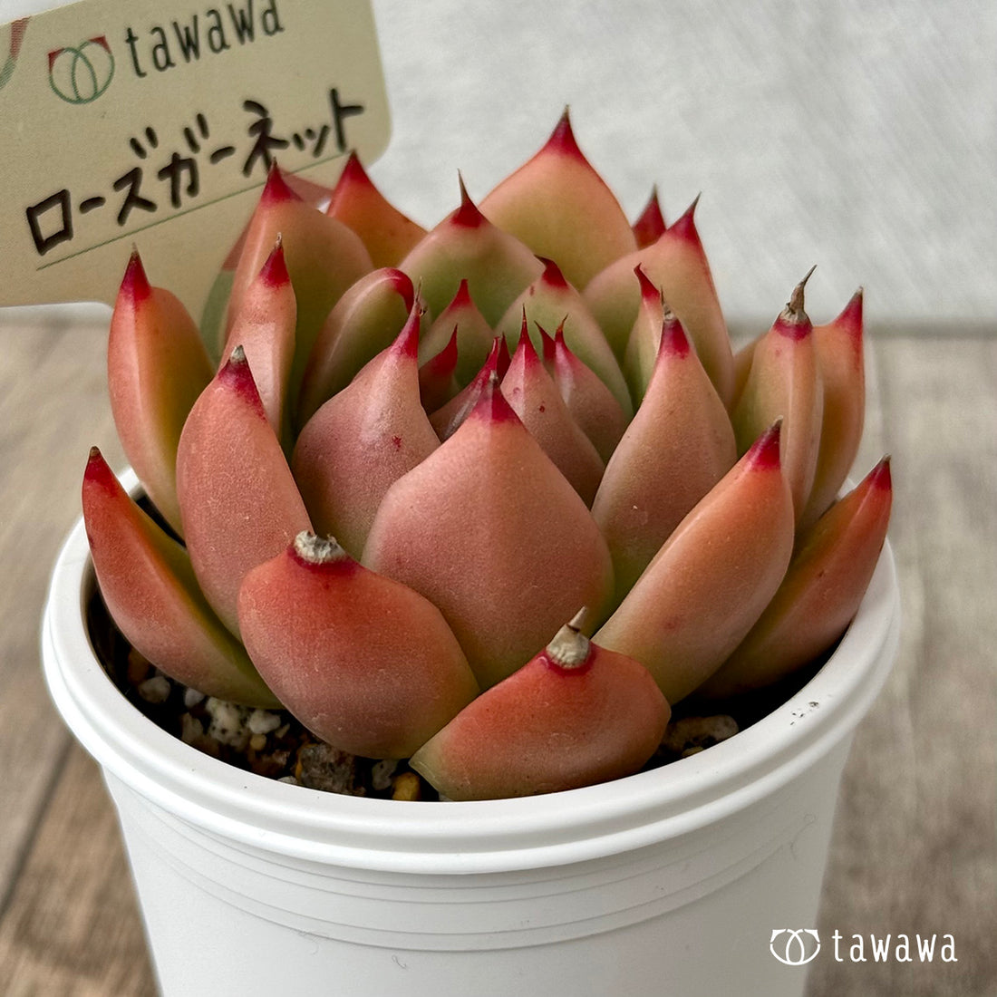 ローズガーネット(エアーマジック農園)【tawawaハウス苗】