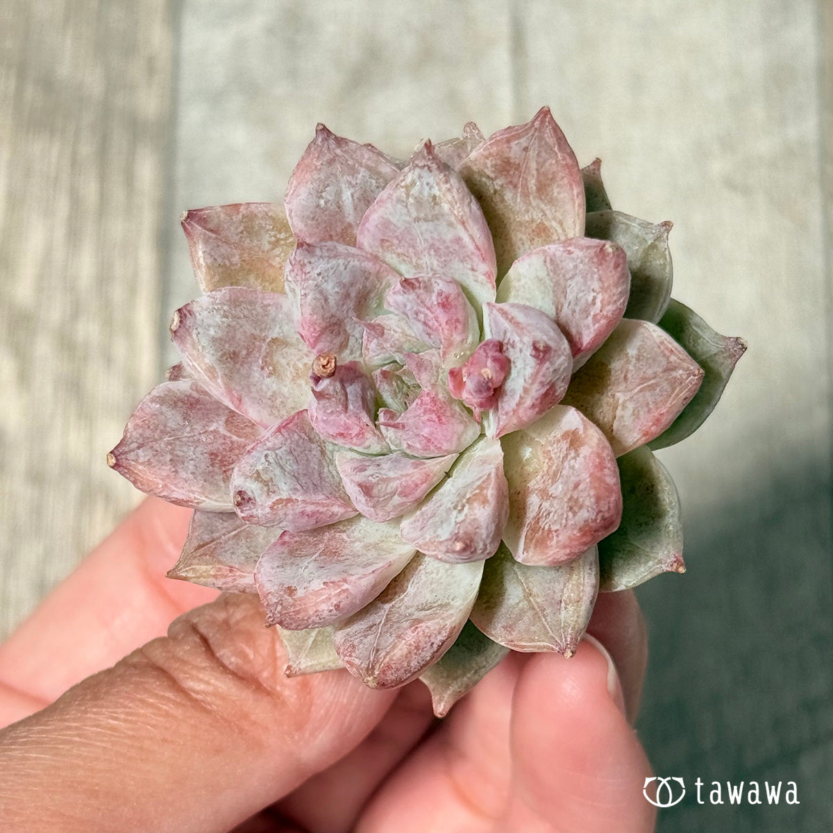 New Arrivals: Ice Green