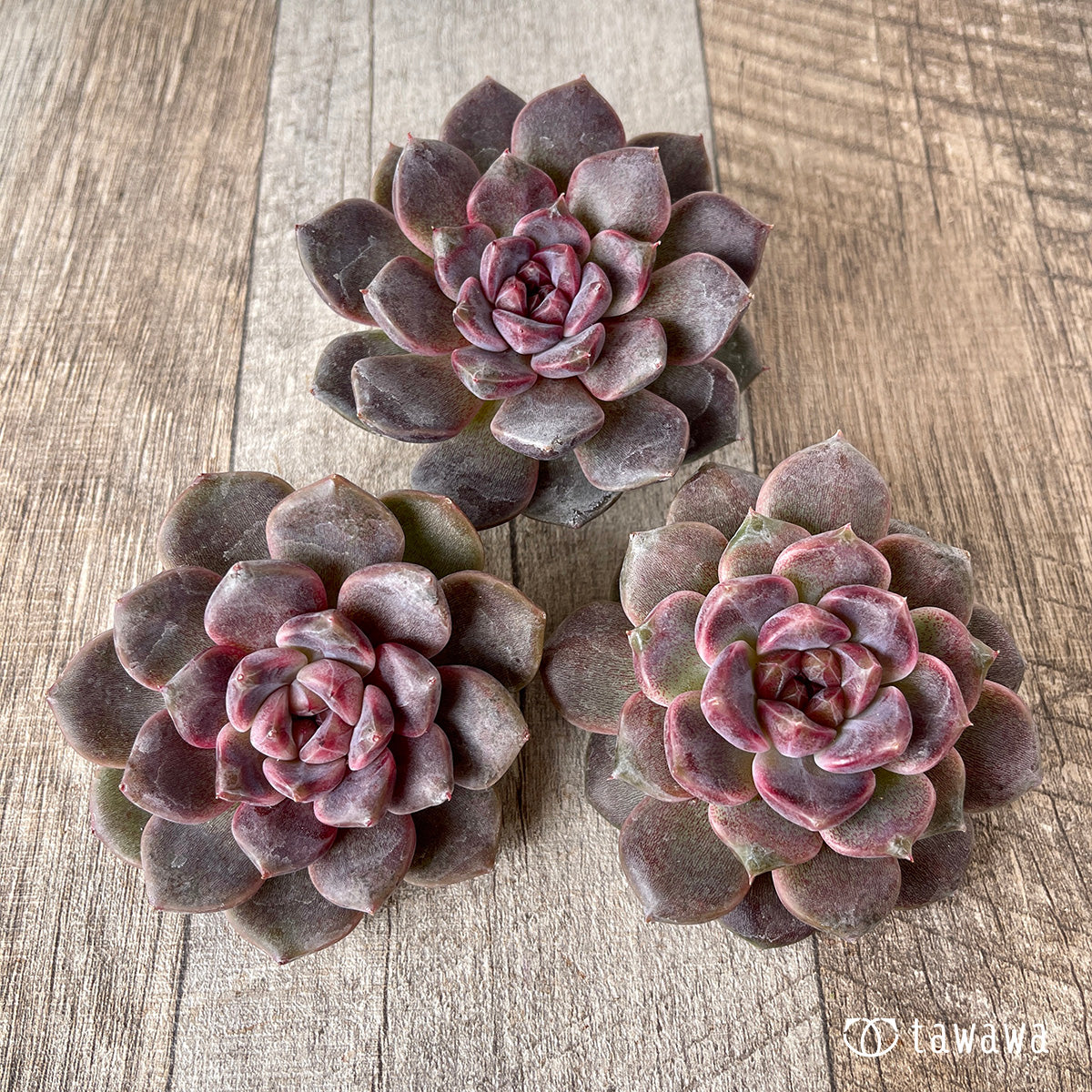 ブラックチェリー【約7cm】(チャンヒー農園苗)