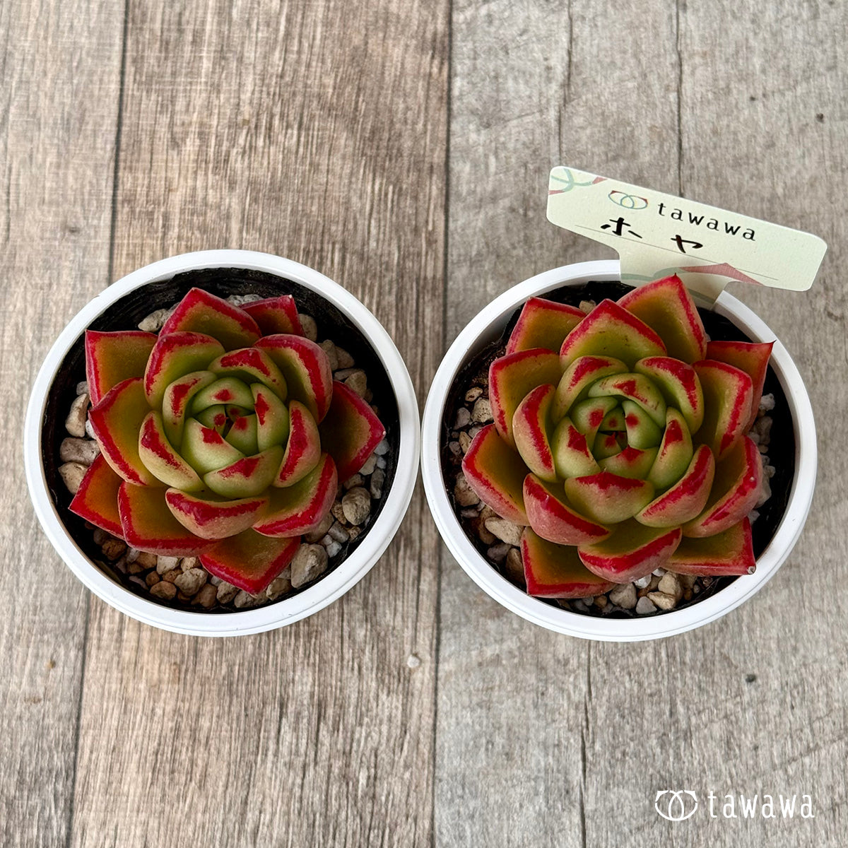 *新発売* ホヤ【tawawaハウス苗】