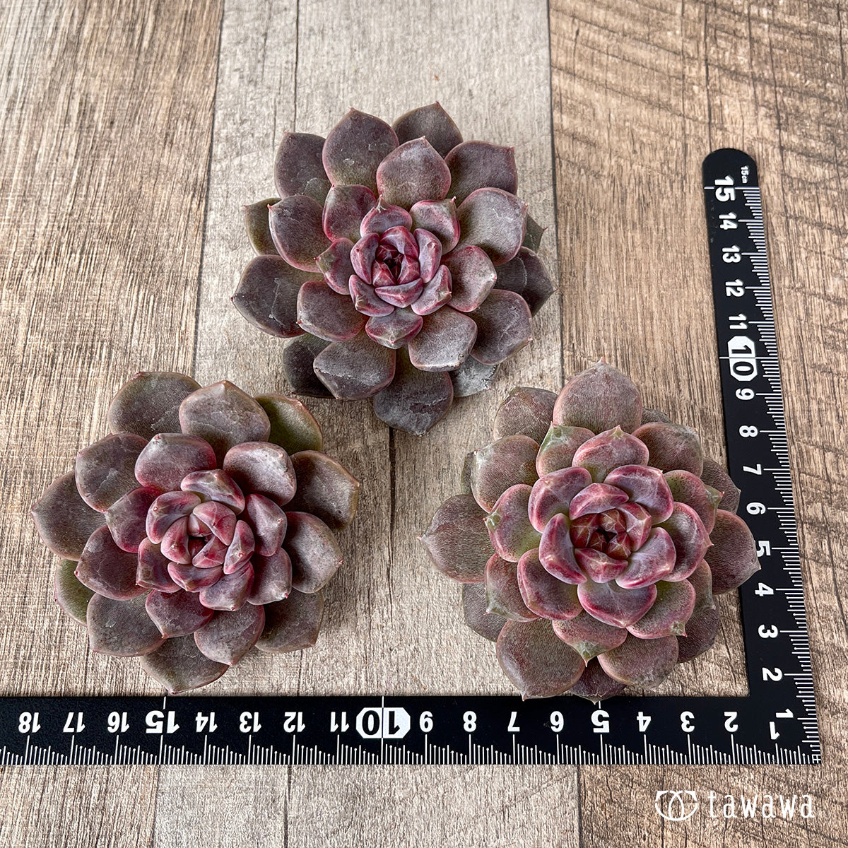 ブラックチェリー【約7cm】(チャンヒー農園苗)