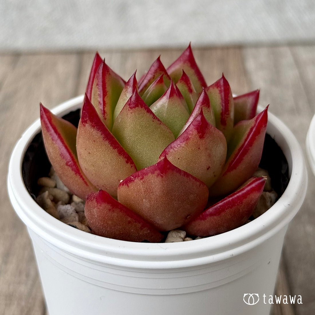 *新発売* ホヤ【tawawaハウス苗】