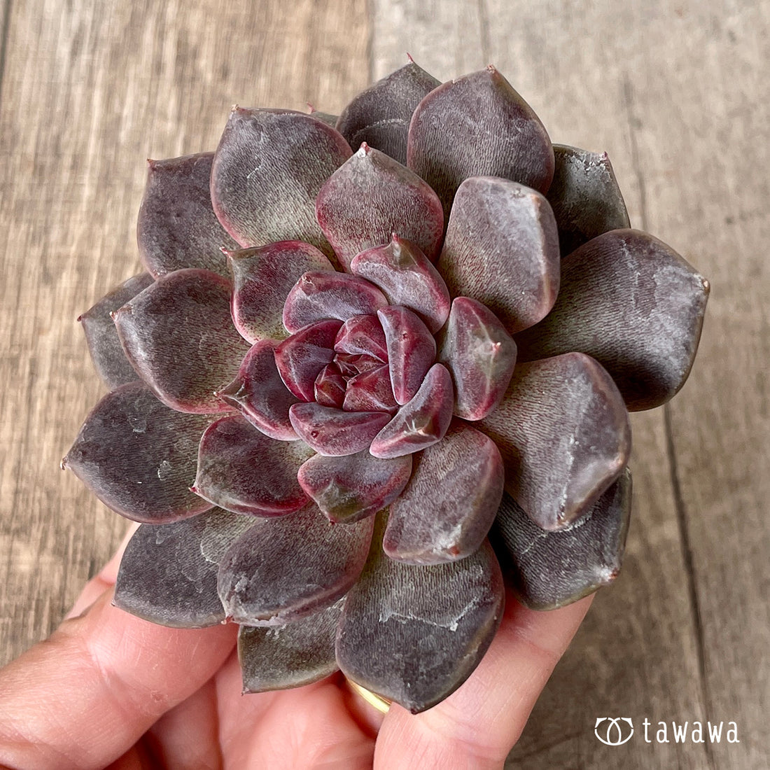 New Arrivals: Ice Green