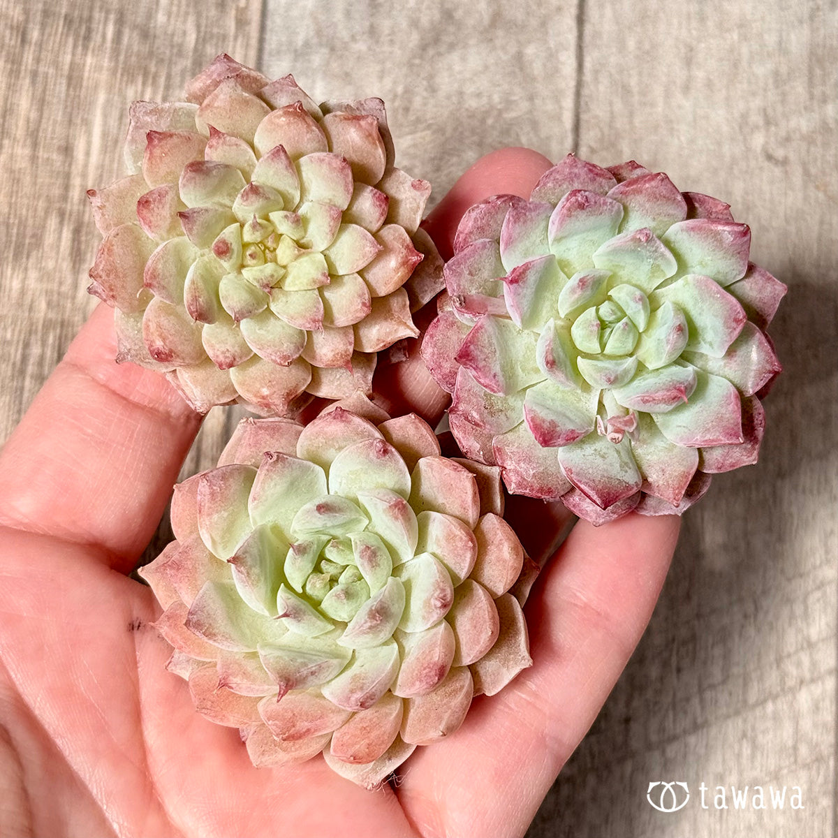 New Arrivals: Ice Green
