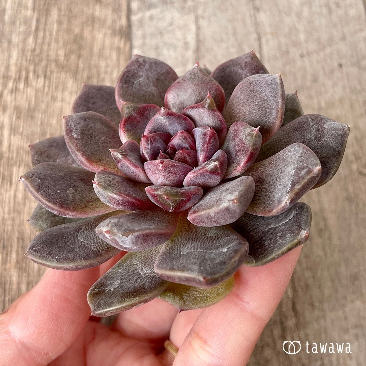 ブラックチェリー【約7cm】(チャンヒー農園苗)