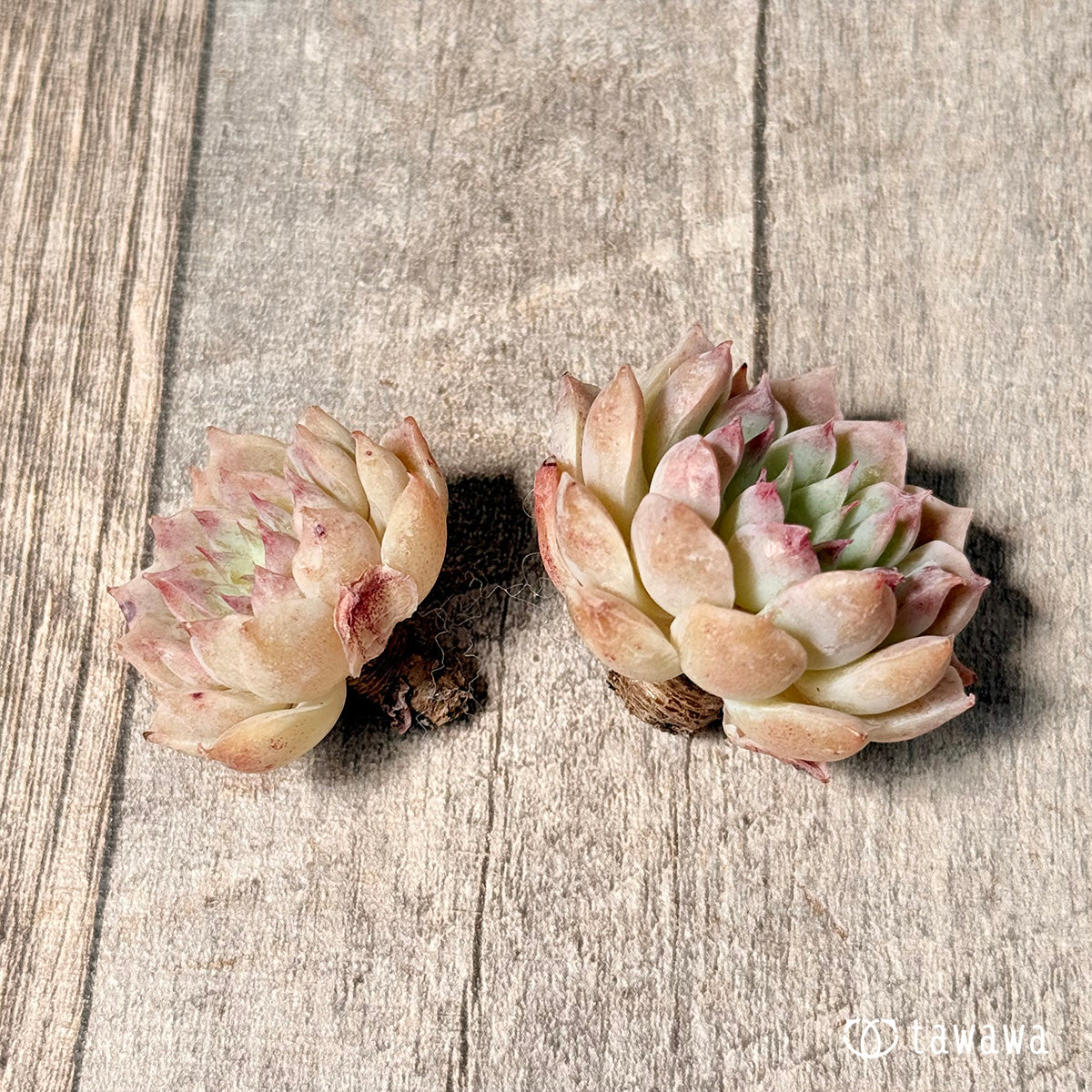 New Arrivals: Ice Green