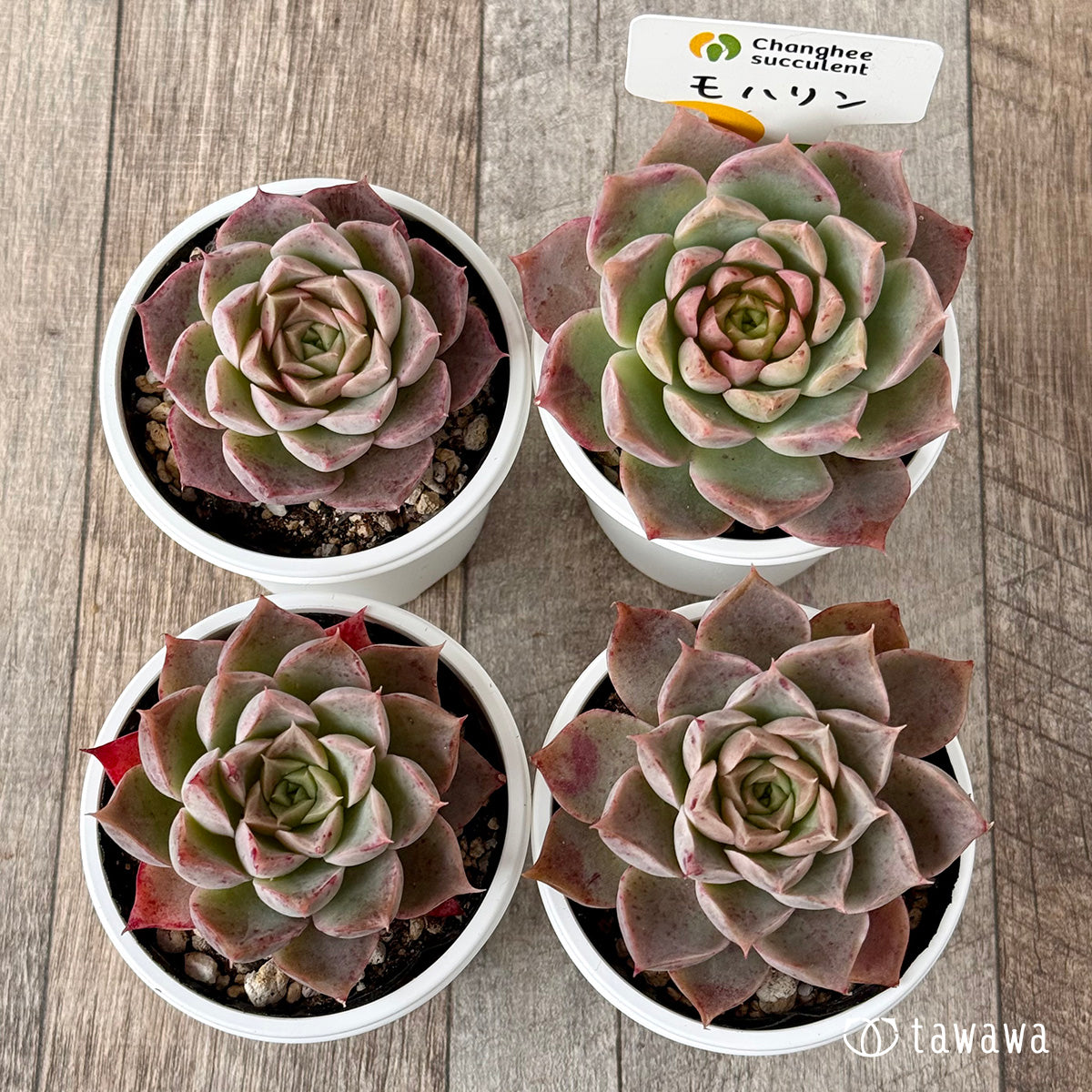 *新発売* モハリン(チャンヒー農園)【tawawaハウス苗】