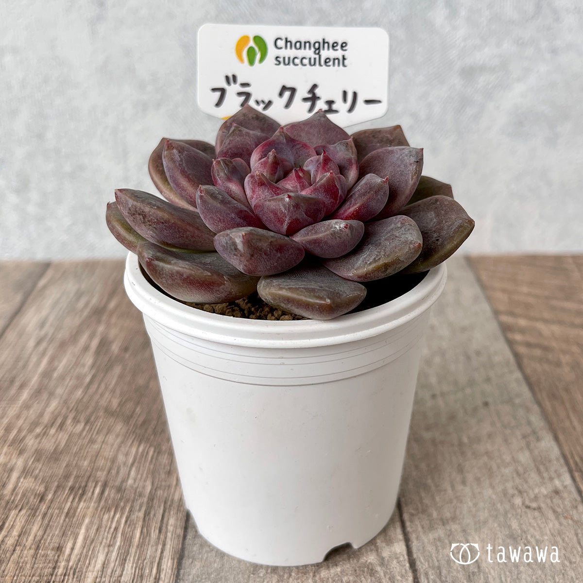 ブラックチェリー【約7cm】(チャンヒー農園苗)