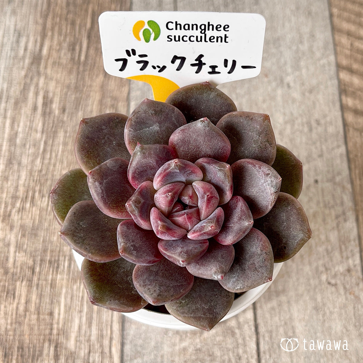 ブラックチェリー【約7cm】(チャンヒー農園苗)