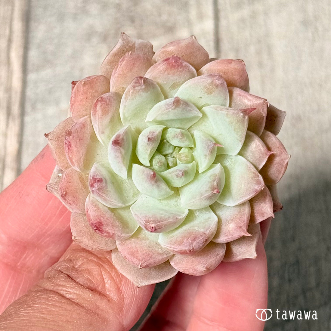 New Arrivals: Ice Green