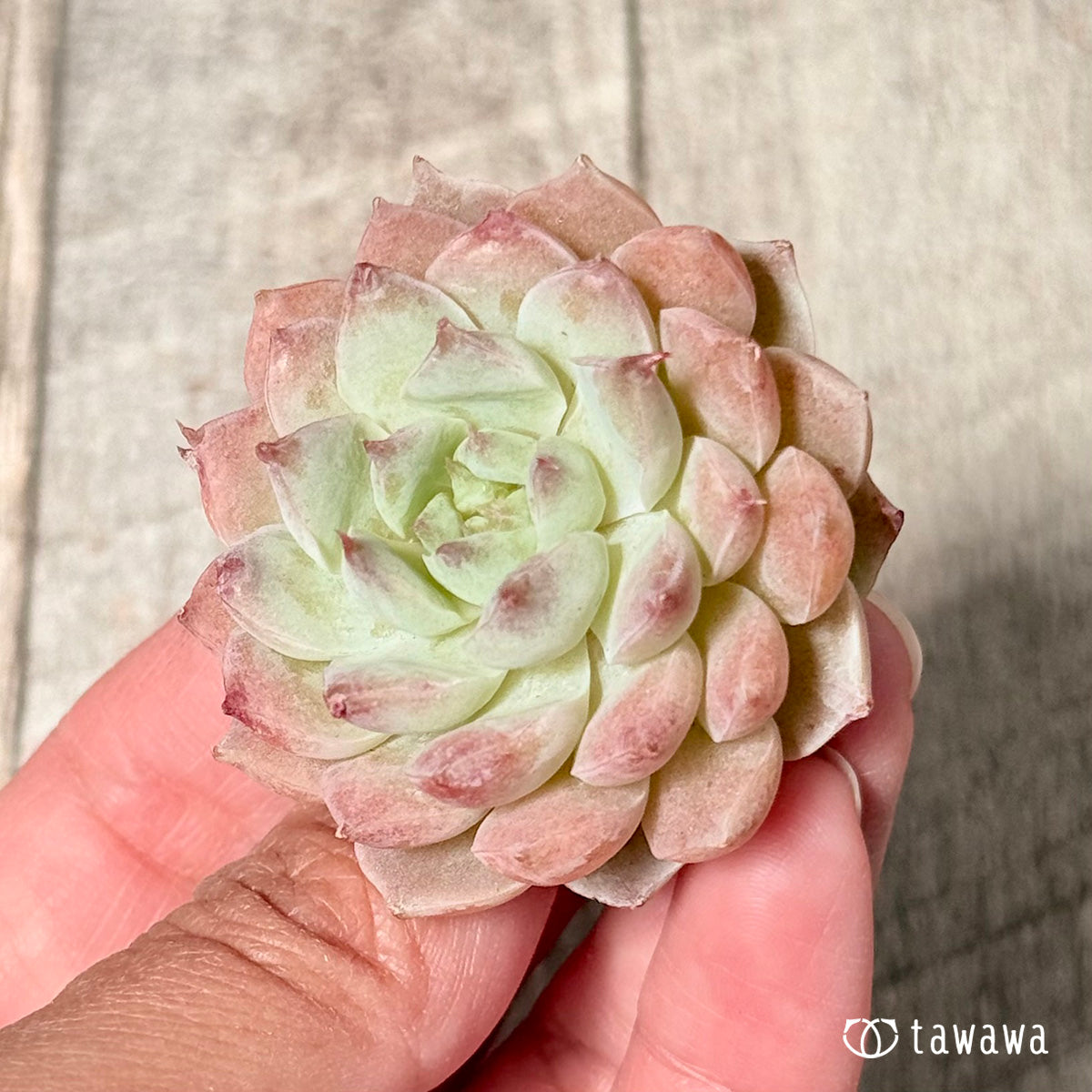 New Arrivals: Ice Green